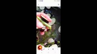 ALCis LIVE PREPARING NOW RECIPE FOR LUNCH ADOBONG STRING BEANS and EGGPLANT 🍆  PORK ASMR 😍💞 [upl. by Shoshana]