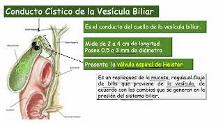 Anatomía de la Vesícula Biliar [upl. by Arahd]