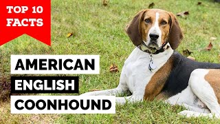 American English Coonhound  Top 10 Facts [upl. by Sopher]