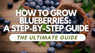 How to Grow Blueberries A StepbyStep Guide [upl. by Nwahsaj]