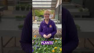 Top 5 Winter Plants for Your Garden  Horkans Garden Centre [upl. by Zetnod]