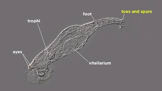 Phylum Rotifera Part 1 General Characteristics [upl. by Allsopp]