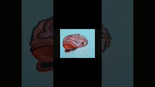 Brain drawing shortvideo shorts [upl. by Fredrika]