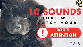 SOUNDS TO CATCH YOUR DOGS ATTENTION SOUND TRIGGERS DOG REACTS [upl. by Vokay]