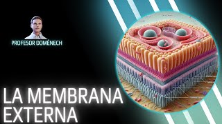 Descubriendo la MEMBRANA EXTERNA de las BACTERIAS GRAM NEGATIVAS [upl. by Adlee]