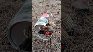 Grilled clams clam survival buschcraft survivalgirl diy outdoors camping skills [upl. by Maples499]