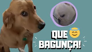 Cachorros fofos que aprontam em casa I Vídeos divertidos I VIX Brasil [upl. by Hedveh]