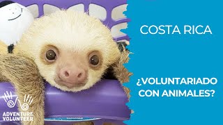 Voluntariado con ANIMALES en Costa Rica 20202021 [upl. by Harod]