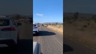 Leopard Attacks Baboon and its Troop pulls up [upl. by Ingram]