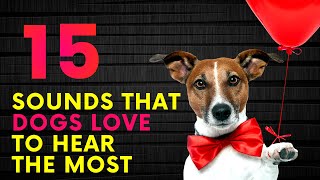 15 Sounds That Dogs Love To Hear The Most [upl. by Ainotal]