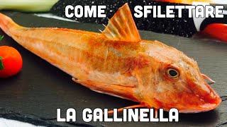 Come PULIRE e SFILETTARE la GALLINELLA o CAPONE [upl. by Eynttirb]