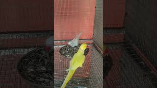 Red eye yellow amp white ringneck [upl. by Thury]