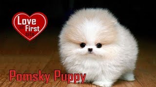 Pomsky Puppy – Dog Breed Information On Pomeranian Husky Mix [upl. by Nathanial]