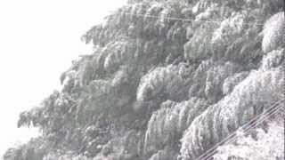 Japanese Bamboo Trees Swaying In The Wind  Winter Snow [upl. by Neehsas]