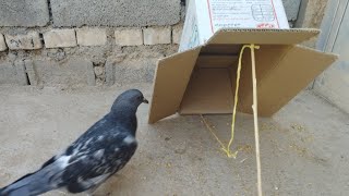 Pigeon trap  how to trapcatch pigeons [upl. by Ettelliw]