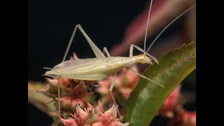 SOUNDS OF CRICKETS KYIV UKRAINE Ентомологія Entomology Oecanthus pellucens Orthoptera ТРУБАЧИК [upl. by Publius571]