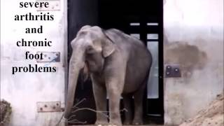 Retire Ruth from Buttonwood Park Zoo to The Elephant Sanctuary [upl. by Eninaej331]