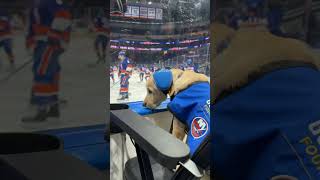 Theres a New Isles Pup in Town [upl. by Vidovic]