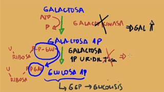 Metabolismo de la Fructosa y Galactosa [upl. by Cordie747]