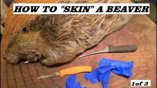 HOW TO SKIN A BEAVER  with JINX  Part 1 of 3 [upl. by Ahsinak204]