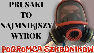 Prusaki i pluskwa jednocześnie w mieszkaniu  pluskwu łóżkowe  zwalczanie pluskiew  odpluskwianie [upl. by Severin]