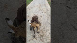 Hasenpest Tularämie niederwild hege naturschutz jahd revier outdoors hundetraining fishing [upl. by Romonda]