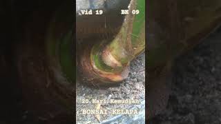 BONSAI KELAPA BK 09 VIDEO 19 [upl. by Ihcelek310]