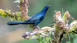 Greattailed Grackle Quiscalus mexicanus [upl. by Pillihp258]