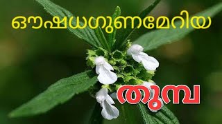 തുമ്പ ചെടിയിലെ ആയുർവേദ രഹസ്യം  Benefits of Leucas aspera Plant [upl. by Ireva]