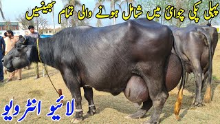 Bhadurnager milk competition 2024بہادر نگر دودھ مقابلہ کی پہلی پکی چوائEarn from buffalo [upl. by Hceicjow]