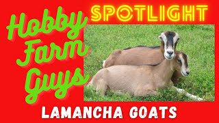 HFG Farm Animal Spotlight American Lamancha Goat [upl. by Ehrenberg]