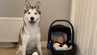 My husky meets our baby boy for the first time 💙 [upl. by Allets]