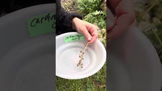 How to harvest Red Cardinal Lobelia cardinalis seeds [upl. by Ainirtac]