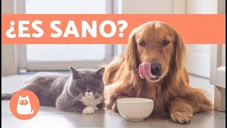 ¿Los perros pueden comer comida de gato 🐶 [upl. by Ahsilrae524]