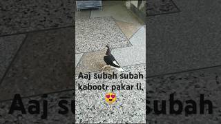 Aaj subah subah subah bht qeemti kabootr pakar li😍 birdsounds petfood pigeon shortvideo [upl. by Nireil]