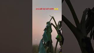 Chhath puja last day 4 whatsapp status video 2024  आज छठी माई चली जायेगी😔😔 chhathpuja trending [upl. by Winikka]