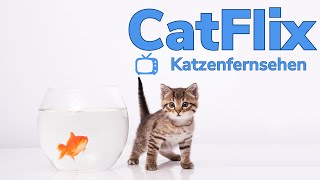 Katzenfernsehen Aquarium  Video für Katzen zur Unterhaltung  Fische im TV für Katzen  Catflix [upl. by Carr]