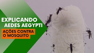 Explicando Aedes Aegypti Ações contra o mosquito [upl. by Olette]