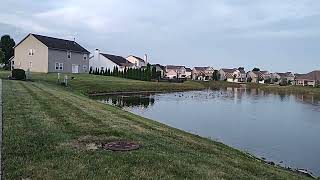 Barneys our German Shepard GSD Wednesday morning goose patrol [upl. by Savitt899]