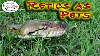 🐍How EASY Reticulated Pythons can be to keep [upl. by Pickford]