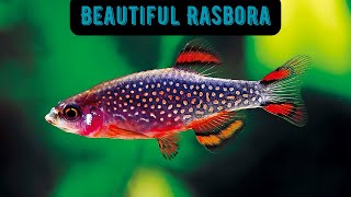 Beautiful Rasbora [upl. by Arika]