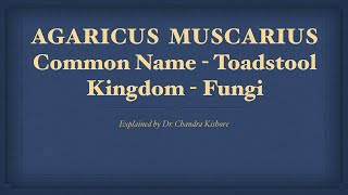 Agaricus Muscarius  Allen’s Keynotes  Well Explained [upl. by Akinom23]