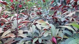 how to grow chinese croton Excoecaria care tips in urduhindi thats forever plant [upl. by Maram]