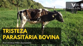 Aula de Bovinocultura  Ao vivo  Tristeza Parasitária Bovina  Prof Antônio Filho [upl. by Nylle873]