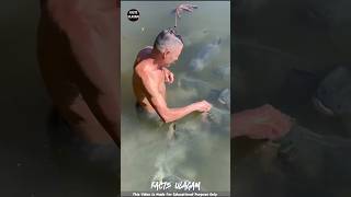 Fisherman Best Friends Fish By Feeding Them😍🤗 factsulagam shorts [upl. by Brunell]