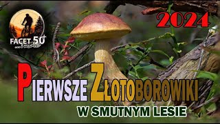 Las i grzyby  pierwsze złotoborowiki w smutnym leie 2024 4K [upl. by Mcnair]