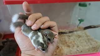 PIED AND WHITE TAIL DORMOUSEAFRICAN PYGMY DORMICETUPAI MINI [upl. by Ssalguod74]