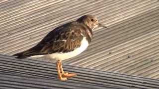 Turnstones Arenaria interpres at Southend Pier and Shag Birds [upl. by Assisi]