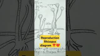 reproductions of Rhizopus zygospores botany diagram  youtubeshorts biology imp shortvideo ❤️❣️ [upl. by Namlak]