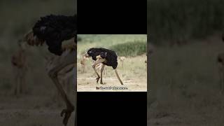 Do ostriches really bury their heads in the ground animals ostrich wildlife wildanimal nature [upl. by Kciremed752]